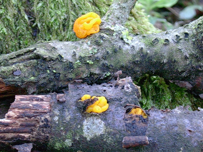 1003 Aprile vecchio ritrovamento